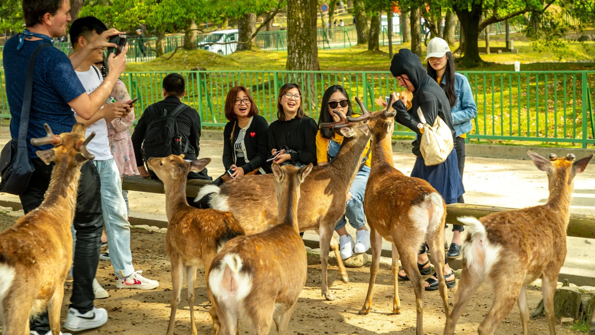 Nara Deer Park Day Trip